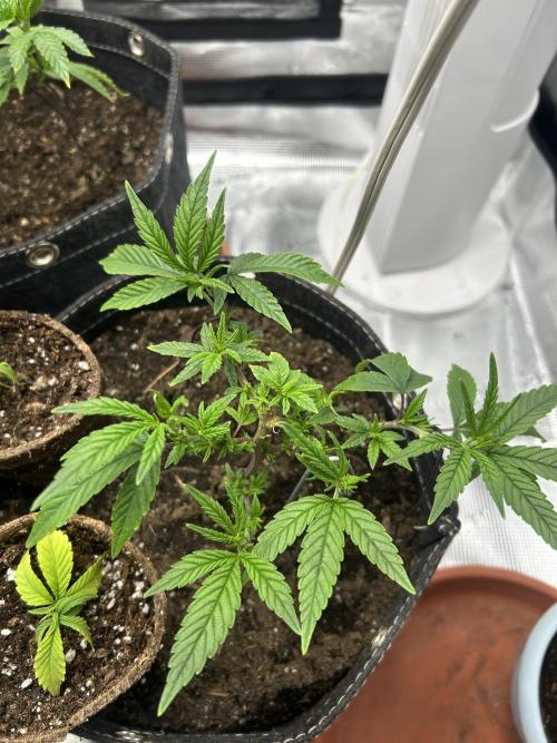 3 clones. Week 2