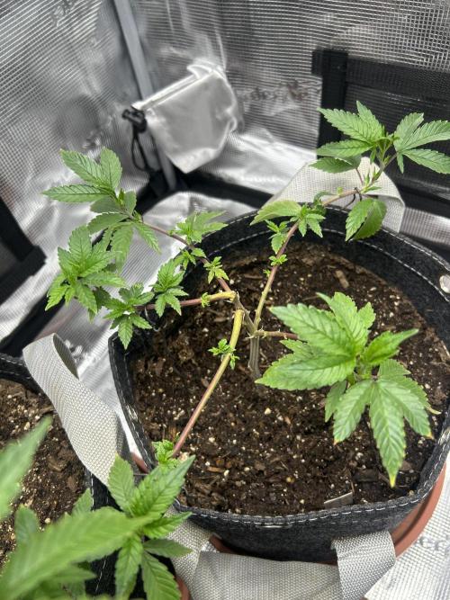 3 clones. Week 2