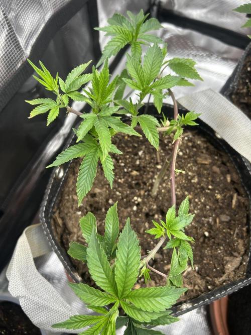 3 clones. Week 2