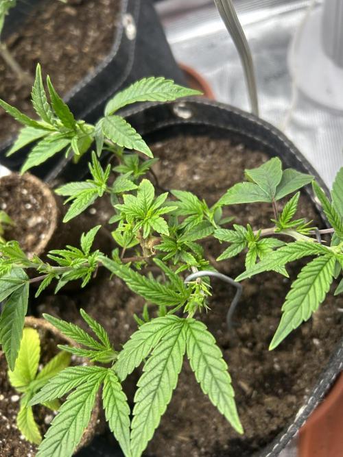 3 clones. Week 2 - Sweet thunder after the trans day 3