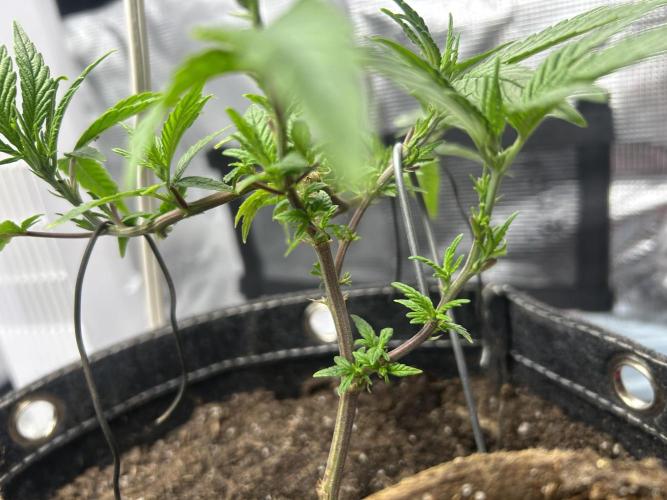 3 clones. Week 2 - ST nodes