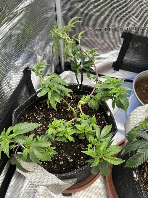 3 clones. Week 3 - Daily grape 