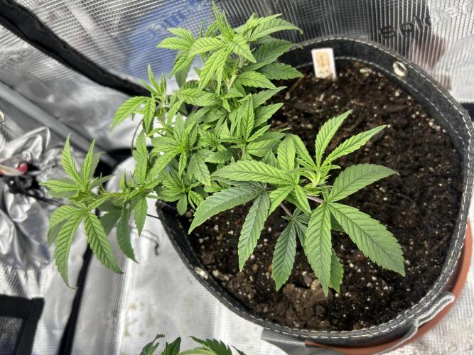 3 clones. Week 3 - Sweet thunder 