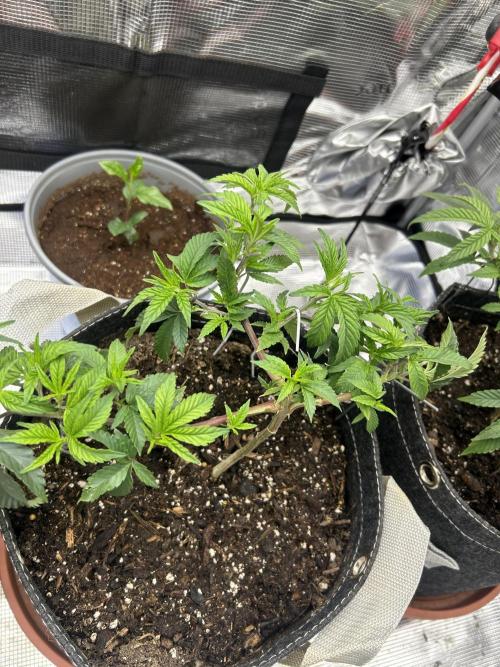 3 clones. Week 3 - Pink Zkittlez 
