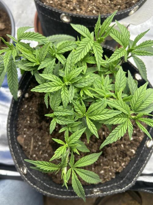 3 clones. Week 3 - Sweet thunder close up 
