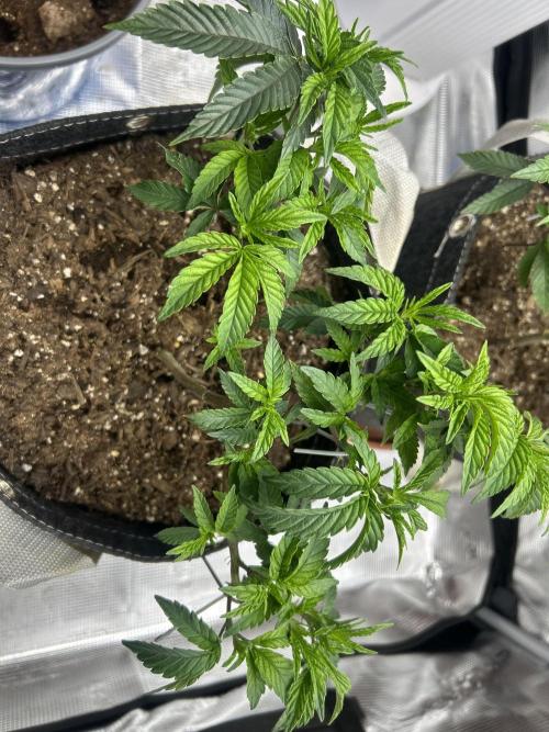 3 clones. Week 3 - Pink Zkittlez close 
