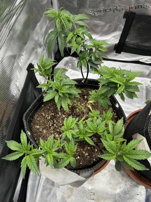3 clones. Week 3 - Daily grape close 