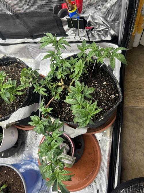 3 clones. Week 3