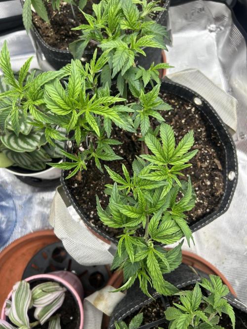 3 clones. Week 3