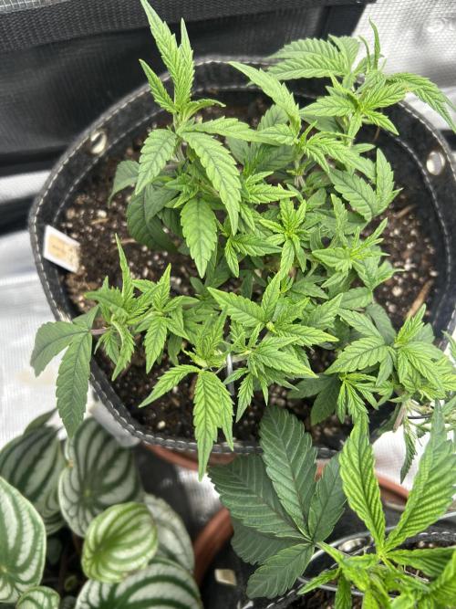 3 clones. Week 3