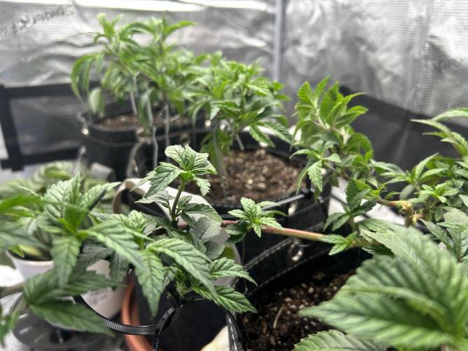 3 clones. Week 3