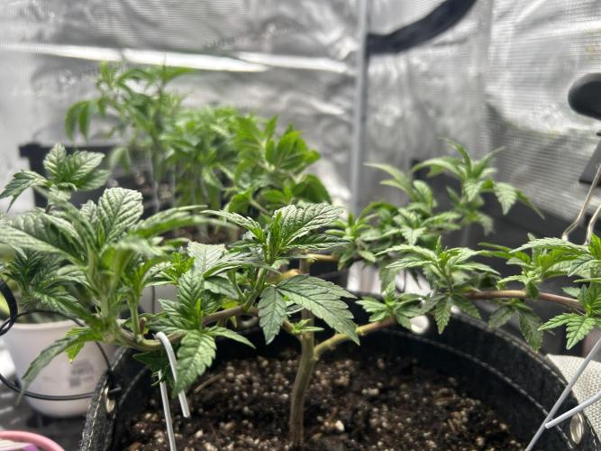 3 clones. Week 3