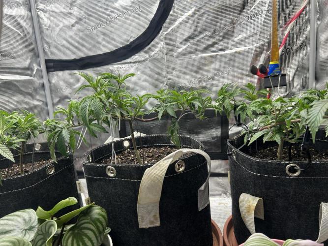 3 clones. Week 3