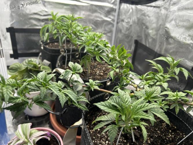3 clones. Week 3