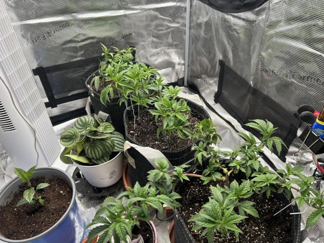 3 clones. Week 3