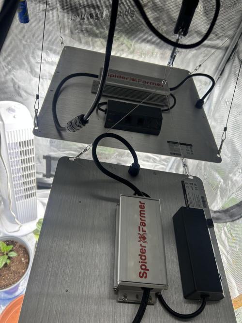 3 clones. Week 3