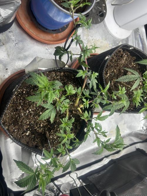 3 clones. Week 3
