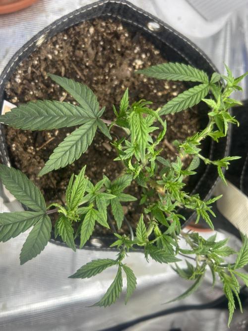 3 clones. Week 3