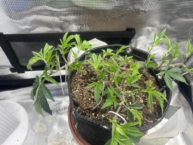 3 clones. Week 3