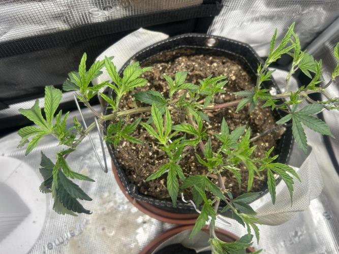 3 clones. Week 3