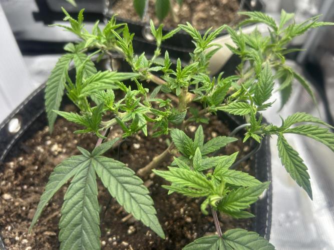 3 clones. Week 3