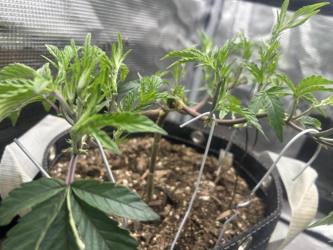 3 clones. Week 3