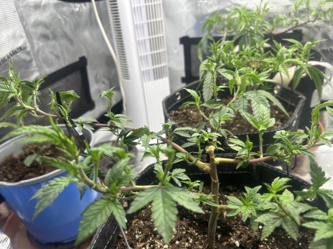 3 clones. Week 3
