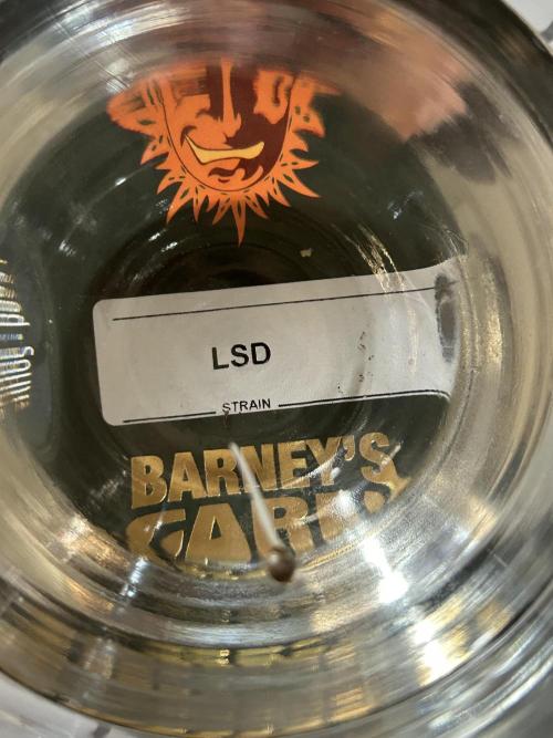 LSD Feminized. Week 0