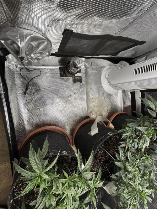 Grow Tent P224 24"x24"x48". Week 0