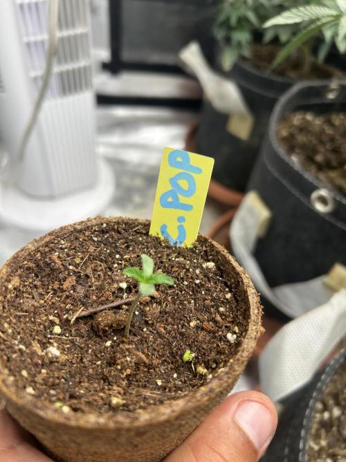 Cherry Poppers. Week 1