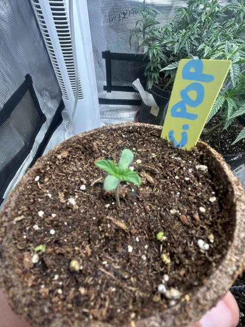 Cherry Poppers. Week 1