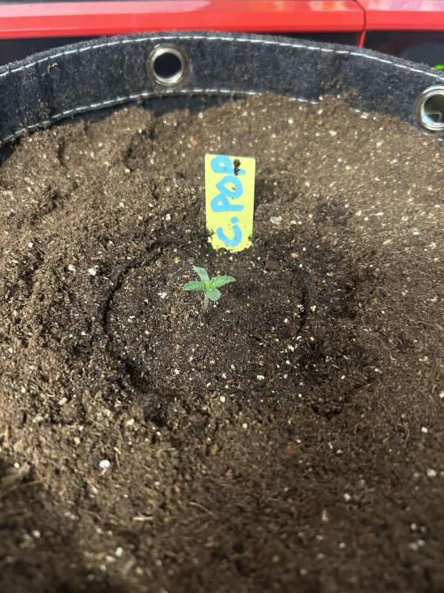 Cherry Poppers. Week 1