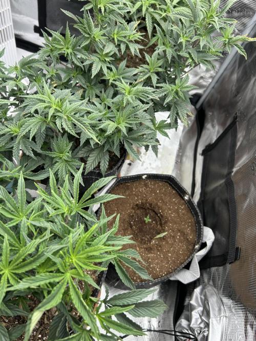 3 clones. Week 4