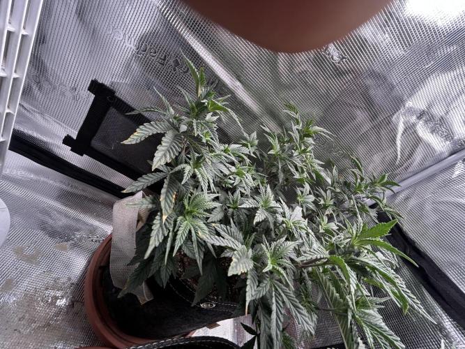 3 clones. Week 4
