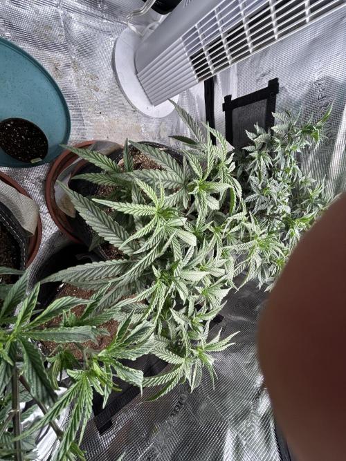 3 clones. Week 4
