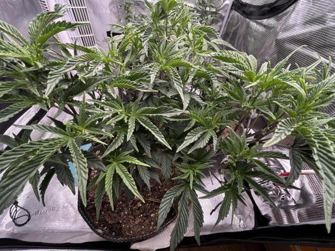 3 clones. Week 4