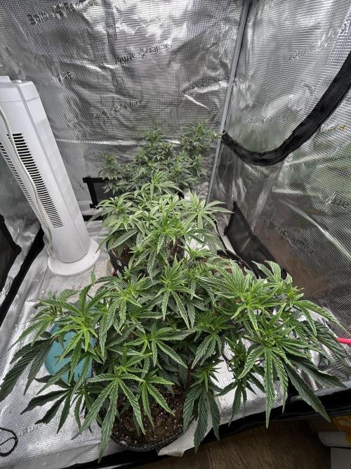 3 clones. Week 4
