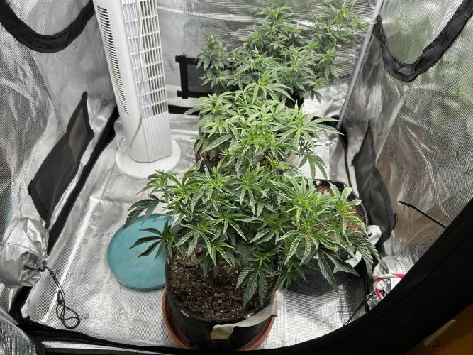 3 clones. Week 4