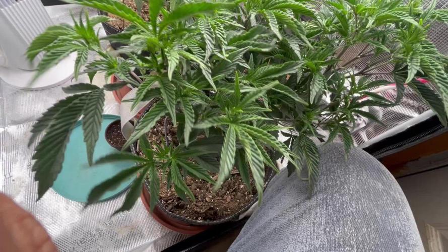 3 clones