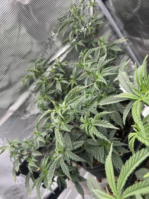 3 clones. Week 4
