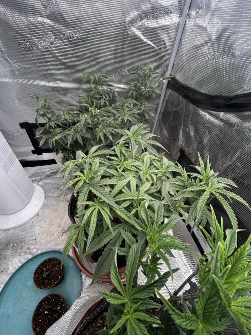 3 clones. Week 4