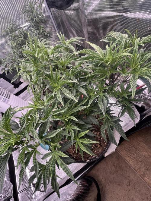 3 clones. Week 4