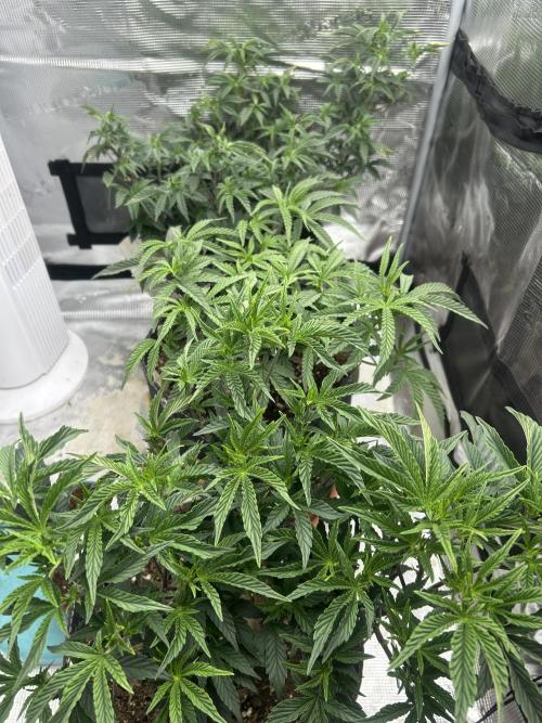 3 clones. Week 4