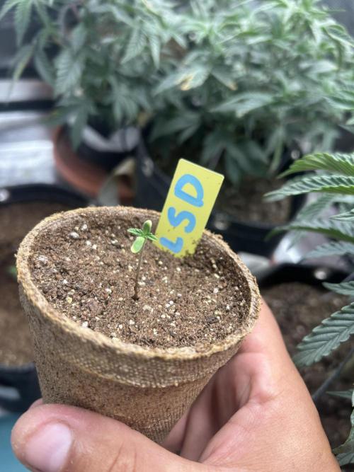LSD Feminized. Week 1