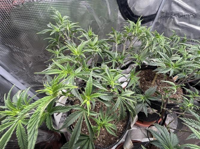 3 clones. Week 4