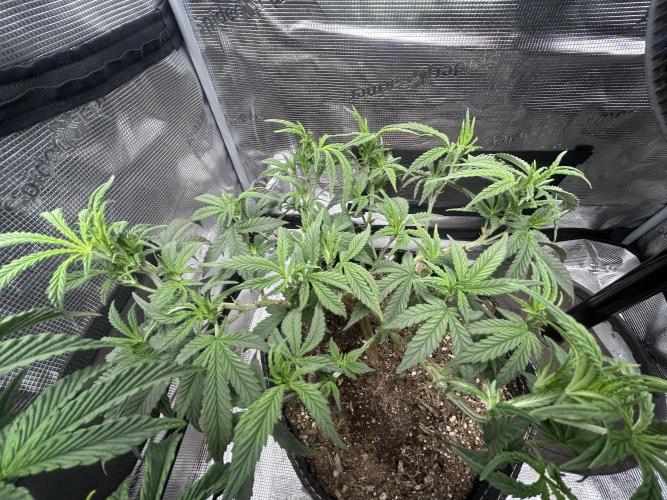 3 clones. Week 4