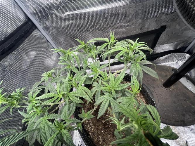 3 clones. Week 4