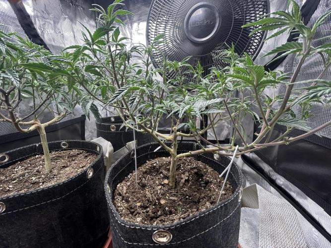 3 clones. Week 4