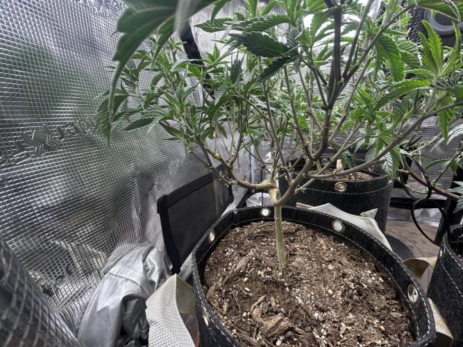 3 clones. Week 4