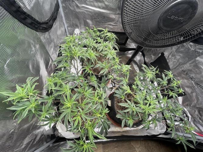 3 clones. Week 4